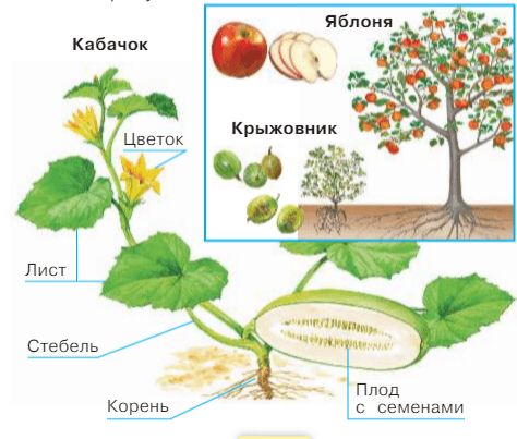 Ответы ГДЗ к учебнику окружающего мира за 1 класс, 1 часть (Плешаков) Школа России