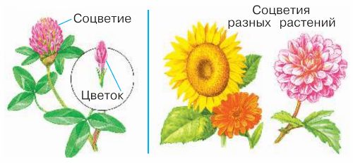 Ответы ГДЗ к учебнику окружающего мира за 1 класс, 1 часть (Плешаков) Школа России