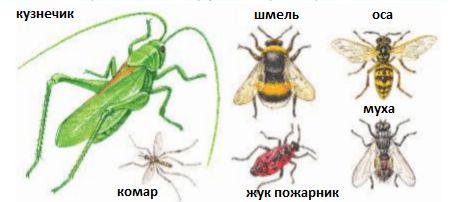 Ответы ГДЗ к учебнику окружающего мира за 1 класс, 1 часть (Плешаков) Школа России