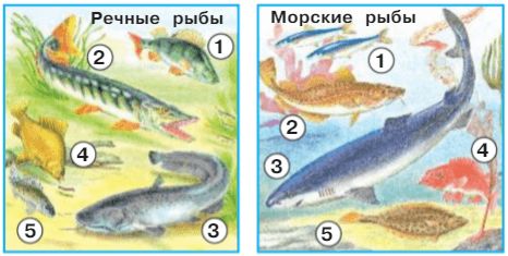 Ответы ГДЗ к учебнику окружающего мира за 1 класс, 1 часть (Плешаков) Школа России