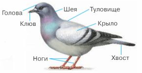 Ответы ГДЗ к учебнику окружающего мира за 1 класс, 1 часть (Плешаков) Школа России