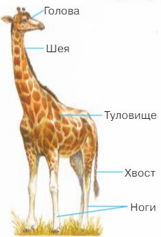 Ответы ГДЗ к учебнику окружающего мира за 1 класс, 1 часть (Плешаков) Школа России