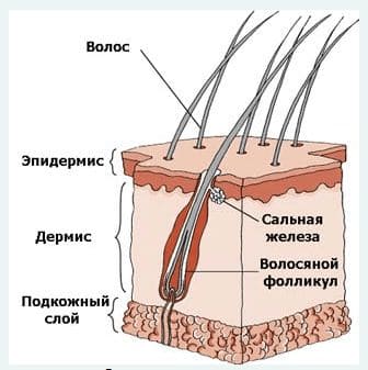 Ответы ГДЗ к учебнику окружающего мира за 1 класс, 1 часть (Плешаков) Школа России