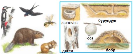 Ответы ГДЗ к учебнику окружающего мира за 1 класс, 1 часть (Плешаков) Школа России