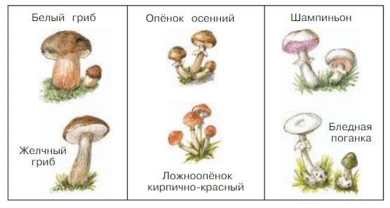 Ответы по Окружающему миру, 1 часть, 3 класс, учебник, Плешаков А.А. ГДЗ