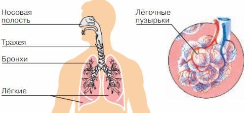 Ответы по Окружающему миру, 1 часть, 3 класс, учебник, Плешаков А.А. ГДЗ