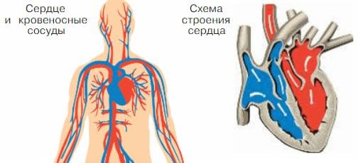 Ответы по Окружающему миру, 1 часть, 3 класс, учебник, Плешаков А.А. ГДЗ