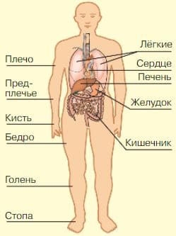 Ответы по Окружающему миру, 1 часть, 3 класс, учебник, Плешаков А.А. ГДЗ