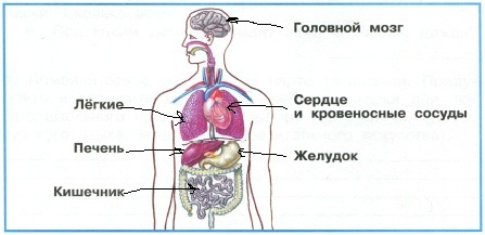 Укажи стрелками внутренние органы, названия которых подписаны.