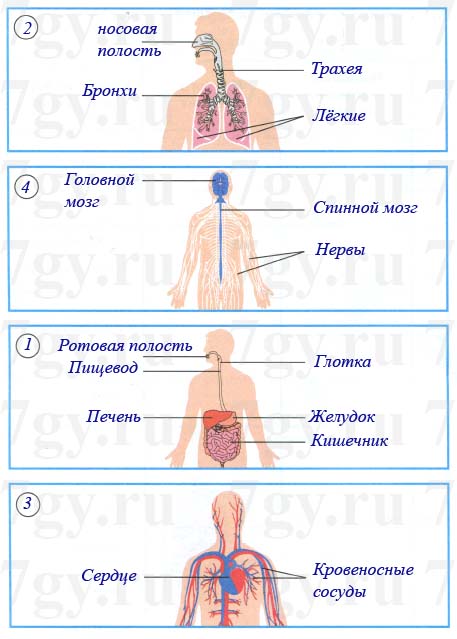 Подпиши названия указанных органов