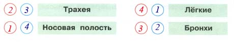 При вдохе воздух попадает в носовую полость, дальше он движется в трахею, затем в бронхи и в лёгкие. При выдохе движение воздуха происходит в обратном порядке: лёгкие, бронхи, трахея и носовая полость