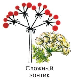 § 12. Соцветия