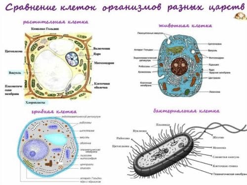 ГДЗ ответы для учебника по биологии 10 класс (Линия Жизни) Пасечник