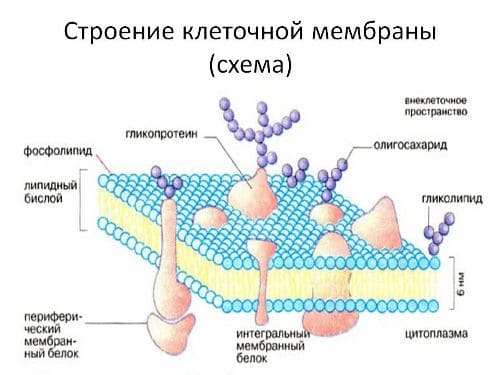 ГДЗ ответы для учебника по биологии 10 класс (Линия Жизни) Пасечник