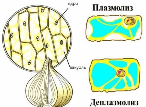 ГДЗ ответы для учебника по биологии 10 класс (Линия Жизни) Пасечник