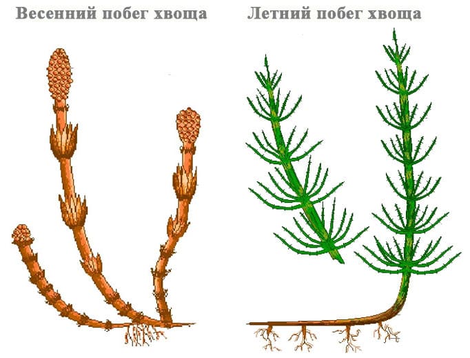 Строение хвоща 7 класс биология. Летний побег хвоща лесного. Побеги хвоща полевого. Хвощ полевой вений побег. Хвощ полевой корневище.
