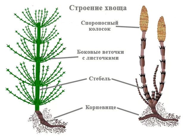 Изучение строения папоротника и хвоща. Спороносный колосок хвоща рисунок. Строение стебля хвоща. Спороносный колосок хвоща строение. Строение корневища хвоща.