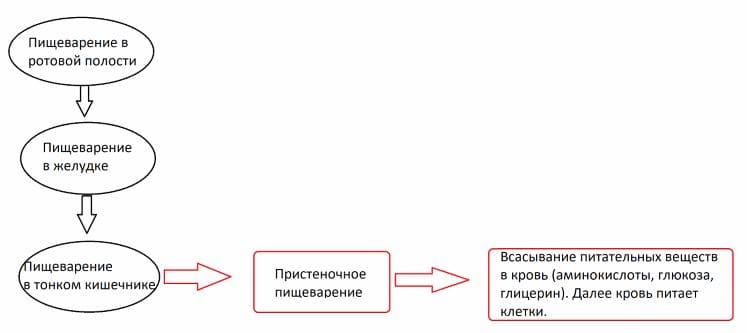 ГДЗ ответы учебника Биологии, 8 класс (Линия Жизни) Пасечник, Каменский, Швецов