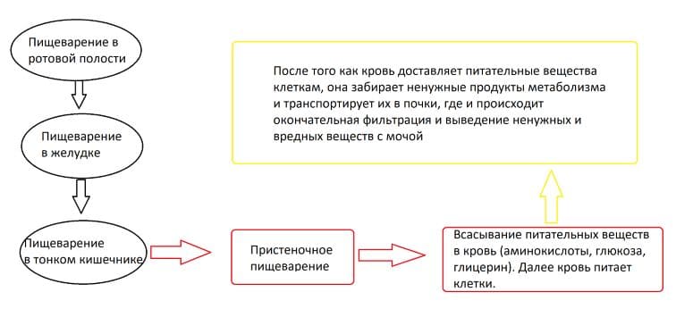 ГДЗ ответы учебника Биологии, 8 класс (Линия Жизни) Пасечник, Каменский, Швецов