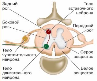 ГДЗ ответы учебника Биологии, 8 класс (Линия Жизни) Пасечник, Каменский, Швецов