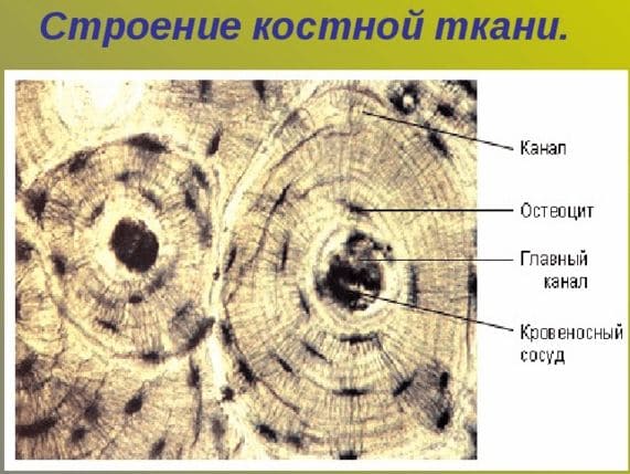 ГДЗ ответы учебника Биологии, 8 класс (Линия Жизни) Пасечник, Каменский, Швецов