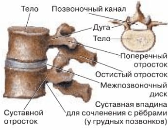 ГДЗ ответы учебника Биологии, 8 класс (Линия Жизни) Пасечник, Каменский, Швецов