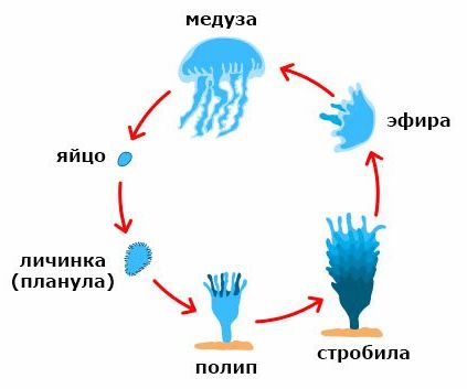 ГДЗ ответы для учебника по биологии 9 класс (Линия Жизни) Пасечник