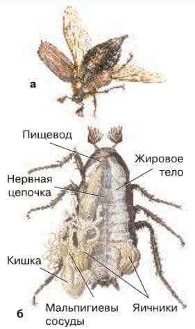 ГДЗ ответы Биология, 7 класс (Линия Жизни) Пасечник, Суматохин, Калинова