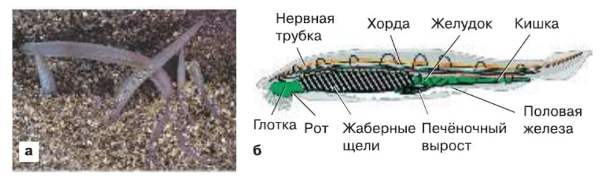 ГДЗ ответы Биология, 7 класс (Линия Жизни) Пасечник, Суматохин, Калинова