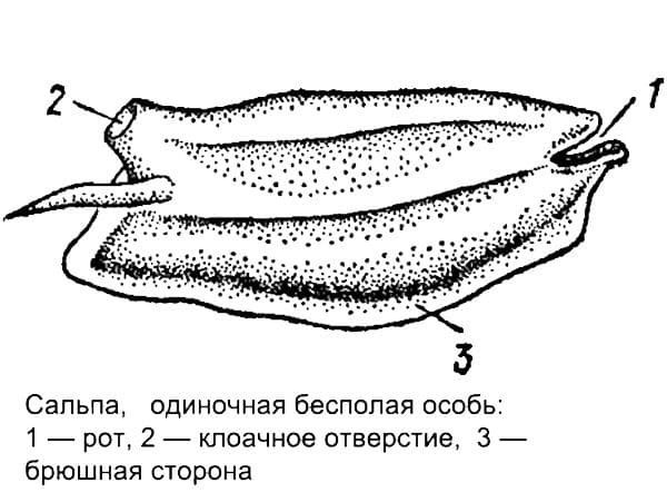 ГДЗ ответы Биология, 7 класс (Линия Жизни) Пасечник, Суматохин, Калинова