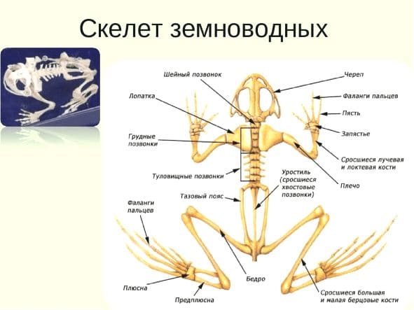 ГДЗ ответы Биология, 7 класс (Линия Жизни) Пасечник, Суматохин, Калинова