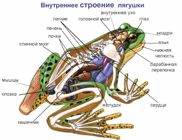 ГДЗ ответы Биология, 7 класс (Линия Жизни) Пасечник, Суматохин, Калинова