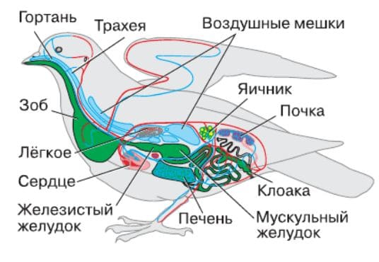 ГДЗ ответы Биология, 7 класс (Линия Жизни) Пасечник, Суматохин, Калинова