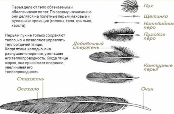 ГДЗ ответы Биология, 7 класс (Линия Жизни) Пасечник, Суматохин, Калинова