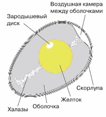 ГДЗ ответы Биология, 7 класс (Линия Жизни) Пасечник, Суматохин, Калинова