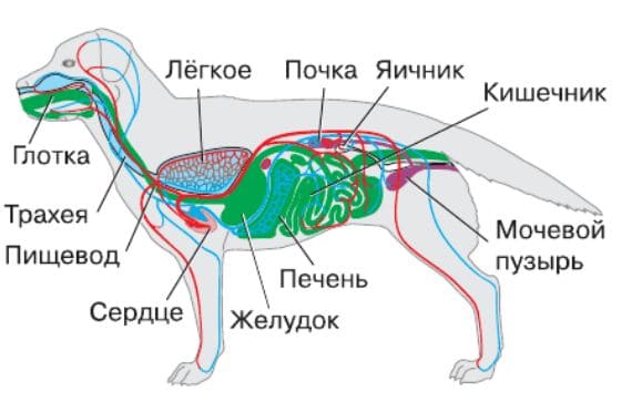 ГДЗ ответы Биология, 7 класс (Линия Жизни) Пасечник, Суматохин, Калинова