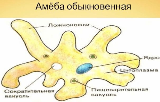 ГДЗ ответы Биология, 7 класс (Линия Жизни) Пасечник, Суматохин, Калинова