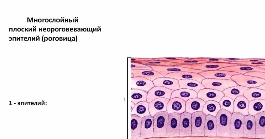 ГДЗ ответы Биология, 7 класс (Линия Жизни) Пасечник, Суматохин, Калинова