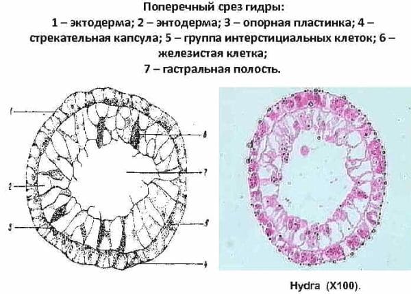 ГДЗ ответы Биология, 7 класс (Линия Жизни) Пасечник, Суматохин, Калинова