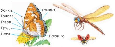 Ответы ГДЗ к учебнику окружающего мира за 1 класс, 1 часть (Плешаков) Школа России