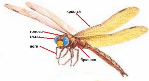 Ответы ГДЗ к учебнику окружающего мира за 1 класс, 1 часть (Плешаков) Школа России