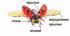 Ответы ГДЗ к учебнику окружающего мира за 1 класс, 1 часть (Плешаков) Школа России