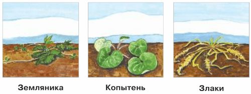 ГДЗ учебник по окружающему миру 2 класс, часть 1. Плешаков (Перспектива)