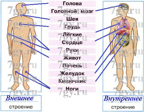 Строение тела человека внешнее и внутреннее