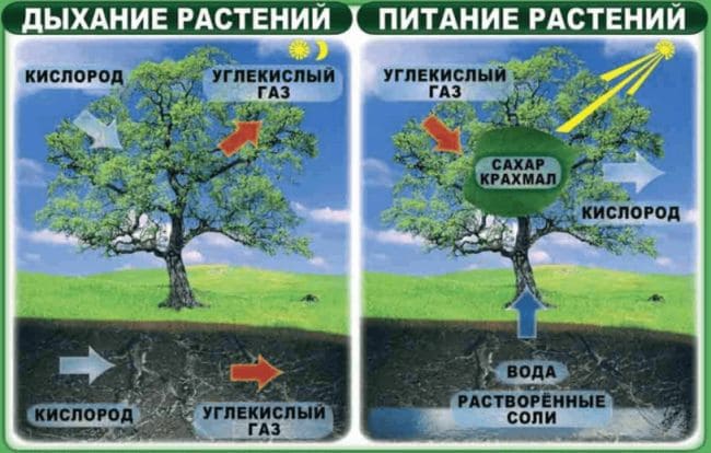 Ответы по Окружающему миру, 1 часть, 3 класс, учебник, Плешаков А.А. ГДЗ