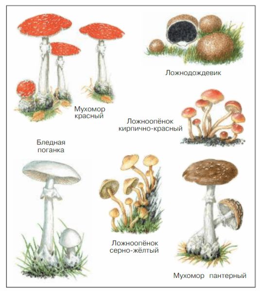 ГДЗ для учебника Окружающий мир 3 класс (часть 2) Плешаков