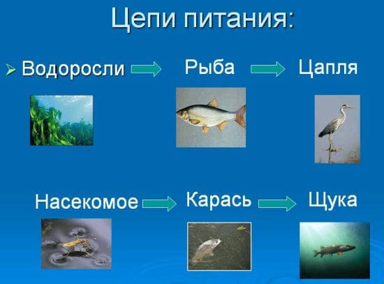 ГДЗ ответы для учебника по окружающему миру 4 класс (часть 1) Плешаков, Школа России 2019