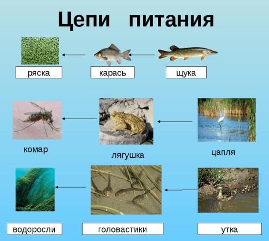 ГДЗ ответы для учебника по окружающему миру 4 класс (часть 1) Плешаков, Школа России 2019