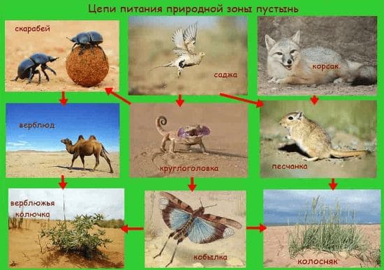 ГДЗ ответы для учебника по окружающему миру 4 класс (часть 1) Плешаков, Школа России 2019