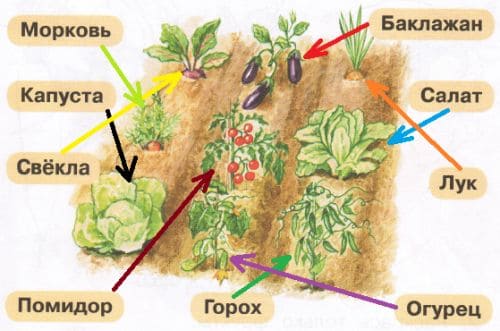 ГДЗ по Окружающему миру, 1 часть, 1 класс, тетрадь, Плешаков "Перспектива"